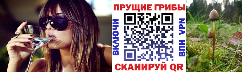 Галлюциногенные грибы Psilocybine cubensis  Усинск 